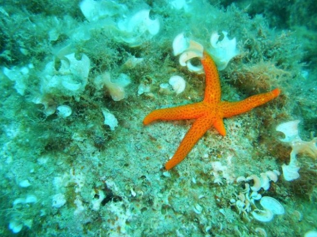  Una hermosa estrella de mar 